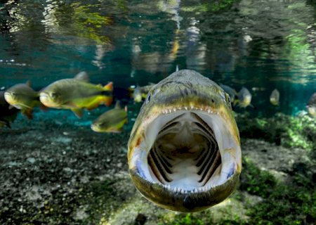 Pantanal na Europa: exposi&ccedil;&atilde;o com 80 fotos do bioma fazem chamado global