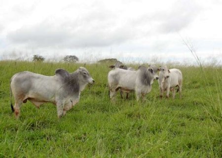 Termina&ccedil;&atilde;o intensiva a pasto aumenta a produ&ccedil;&atilde;o da pecu&aacute;ria nas &aacute;guas