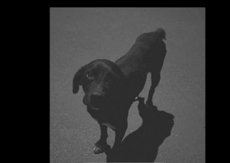 Adolescente que atropelou e arrastou cachorro com carro ser&aacute; investigado