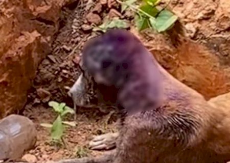 Mulher &eacute; presa em Corumb&aacute; por maus-tratos a tr&ecirc;s c&atilde;es