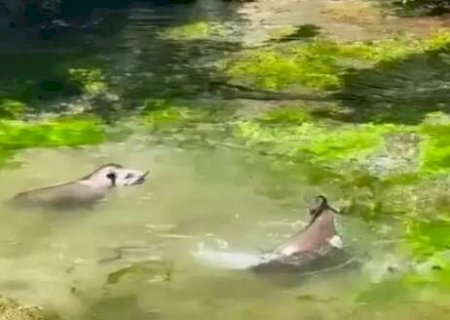 Com sensa&ccedil;&atilde;o de 40&ordm;, at&eacute; antas curtem um mergulho no Rio Sucuri