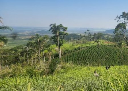 Base do tr&aacute;fico &eacute; fechada com 21 toneladas de maconha e 7 hectares plantados