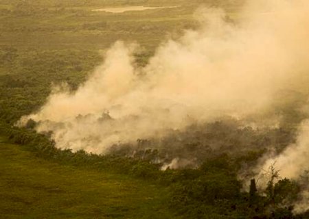 Uni&atilde;o cobra 725 milh&otilde;es de fazendeiros que devastaram 6 mil hectares no Pantanal