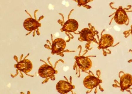De MS, pesquisador quer que carrapatos sejam estudados tanto quanto mosquitos