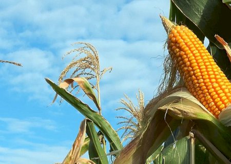 Alta do milho brasileiro depende da colheita da soja e da safra argentina; entenda