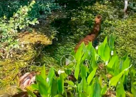 Sucuri gigante &eacute; vista enrolada em capivara no rio, em Bonito
