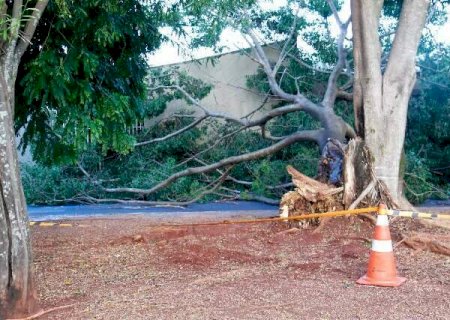 Durante pancada de chuva, &aacute;rvore cai e deixa Coophar&aacute;dio sem energia
