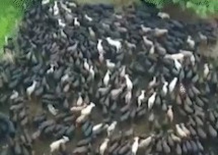 Comitiva in&eacute;dita no Pantanal e on&ccedil;a tomando banho s&atilde;o os destaques da semana