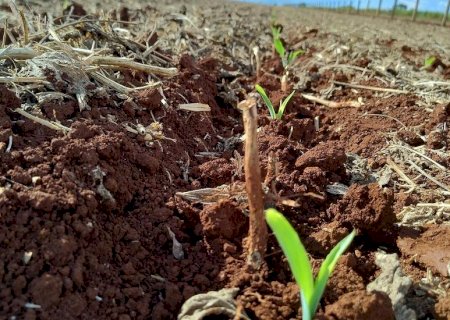 MS deve produzir 10,2 milhões de toneladas de milho na 2ª safra 2024/2025