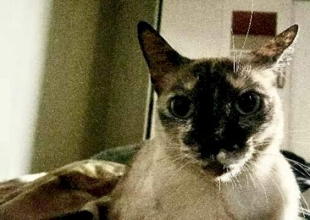Mudan&ccedil;a de endere&ccedil;o confunde e gatinha some na Vila Piratininga