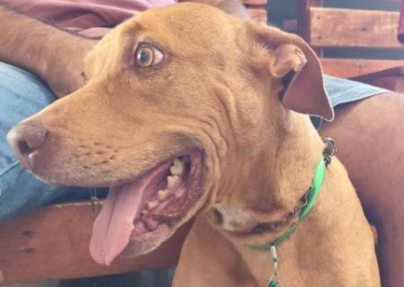 C&atilde;o Marelo alerta: at&eacute; c&atilde;es saud&aacute;veis e arteiros podem ter c&acirc;ncer