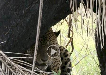 Guia tur&iacute;stico registra on&ccedil;as acasalando em safari no Pantanal