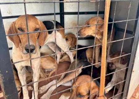 Pol&iacute;cia Civil prende homem por maus-tratos contra cachorros