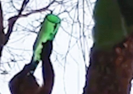 Com sede, macaco-prego toma gotas de &aacute;gua que estavam em garrafa de Heineken