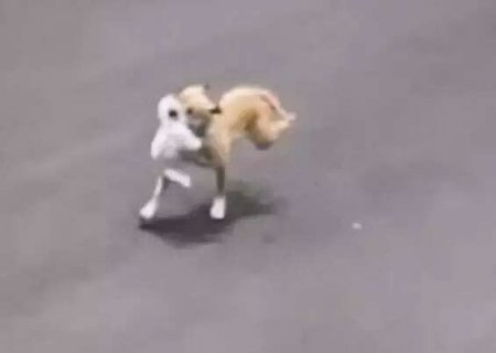Soldado tentou doar pitbull que matou malt&ecirc;s, mas ningu&eacute;m quis cachorro