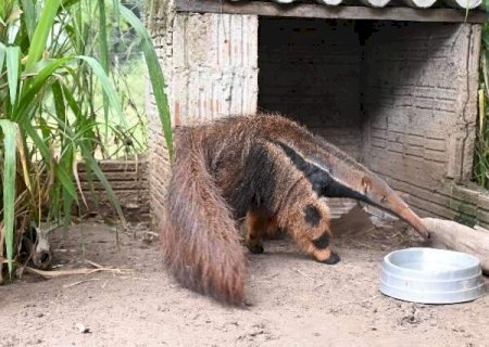 Ap&oacute;s meses em tratamento, tamandu&aacute;s &ldquo;treinam&rdquo; para volta &agrave; vida selvagem