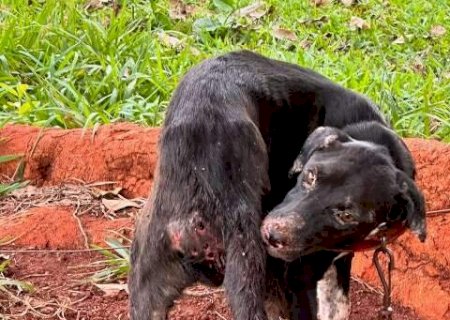 Amarrada e sem alimento, cadela &eacute; resgatada de ch&aacute;cara e tutor preso