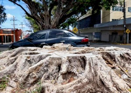 &Aacute;rvores removidas de corredores centen&aacute;rios de Campo Grande ser&atilde;o substitu&iacute;das