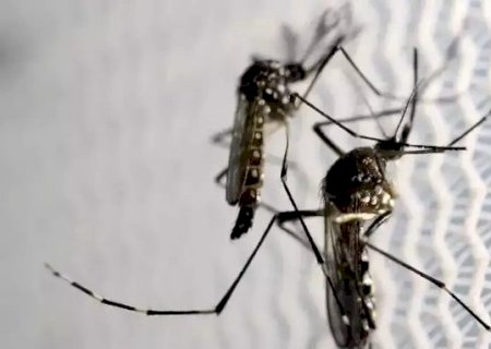 N&uacute;mero de mortes por dengue sobe para quatro em Mato Grosso do Sul