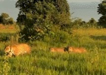 Aroeira e filhotes s&atilde;o flagrados durante passeio no Pantanal
