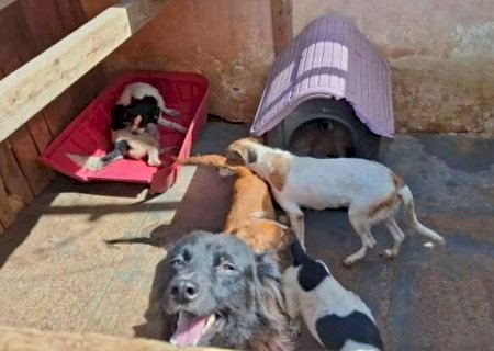 Ajude a aquecer e proteger c&atilde;es e gatos com casinha e roupas