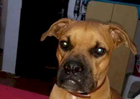 Fam&iacute;lia procura por Kenai, cachorro desaparecido h&aacute; 8 meses no bairro Coophasul