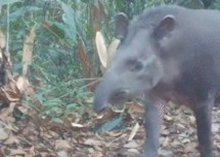 Dia Mundial da Anta celebra maior mam&iacute;fero da Am&eacute;rica do Sul e serve de alerta