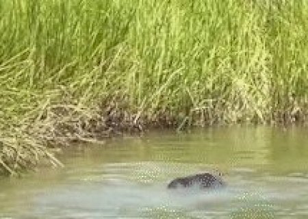 Em recinto no Pantanal, anta Melancia mostra talento na nata&ccedil;&atilde;o