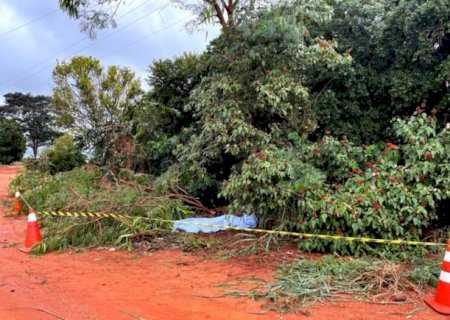 Rapaz morre ao podar &aacute;rvore em contato com rede el&eacute;trica