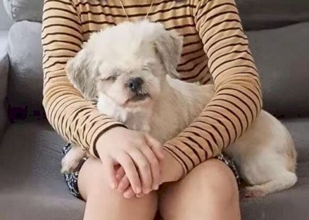 Cachorrinha idosa e cega desaparece na avenida Tamandar&eacute; e fam&iacute;lia busca ajuda