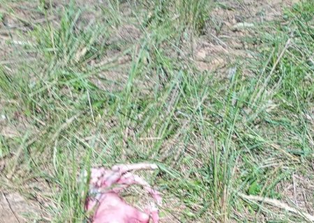 Aumentam as incursões de abigeatários na fronteira entre Paraguai e Brasil, no Pantanal