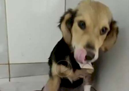 Vit&oacute;ria: da luta pela sobreviv&ecirc;ncia &agrave; busca por uma fam&iacute;lia