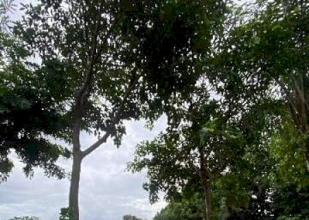 Viveiro tem 3 figueiras prontas para plantio nas avenidas de Campo Grande
