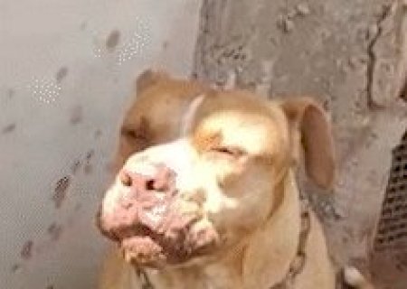 Reencontro de Thor e tutor autista &eacute; o destaque da semana