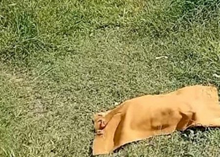 Cachorro encontra feto em região de matagal em Corumbá