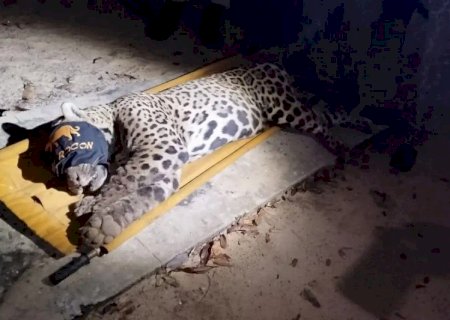 Onça-pintada que atacou e matou caseiro é capturada pela PMA