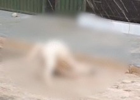 Pitbull mata cachorro na rua e morador filma ataque no S&atilde;o Conrado