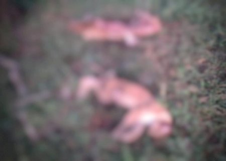 Carca&ccedil;as de on&ccedil;as-pardas s&atilde;o achadas em fazenda e pol&iacute;cia autua ca&ccedil;ador