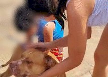 Ap&oacute;s mat&eacute;ria, Pitbull que chorou de saudade retorna para crian&ccedil;a autista