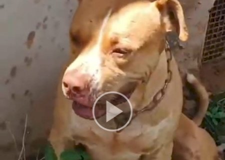 Pitbull d&oacute;cil &eacute; encontrado ferido e comove ao chorar de saudade do tutor