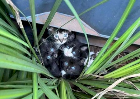 Gatinhos precisam de um novo lar ap&oacute;s serem encontrados pr&oacute;ximos a cont&ecirc;iner