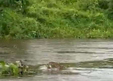 On&ccedil;a &eacute; flagrada atravessando o Rio Paraguai: "coisa mais linda do Mundo"