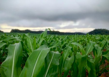 Em MS, 75% das lavouras de milho tem boas condi&ccedil;&otilde;es para cultivo