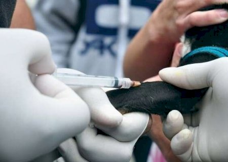 A&ccedil;&atilde;o oferece exames gratuitos para c&atilde;es e gatos no Jardim Noroeste
