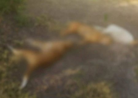 Homem é preso em flagrante após armadilha elétrica matar três cães