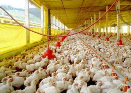 Ap&oacute;s China e Uni&atilde;o Europeia, Argentina &eacute; o 3&ordf; a vetar compra de aves do Brasil