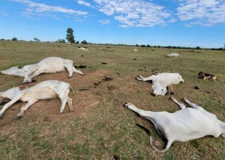 Proximidade de frio intenso renova alerta para risco de morte de animais por hipotermia