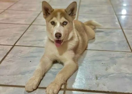 C&atilde;o de apoio a crian&ccedil;a autista desaparece e fam&iacute;lia oferece R$ 500 de recompensa
