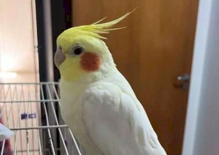 Voc&ecirc; viu o Tico? Fam&iacute;lia procura por calopsita que fugiu de casa no Vilas Boas