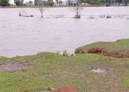 Imam investiga morte de quatro capivaras em parque de Dourados